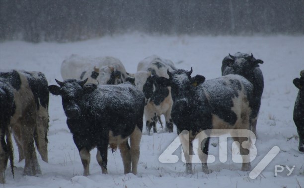 Стадо замёрзших коров пасётся в сугробах в Углегорском районе - очевидица