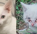 Белый котенок, над которым жестоко поиздевались неизвестные, покорил сердце сахалинки