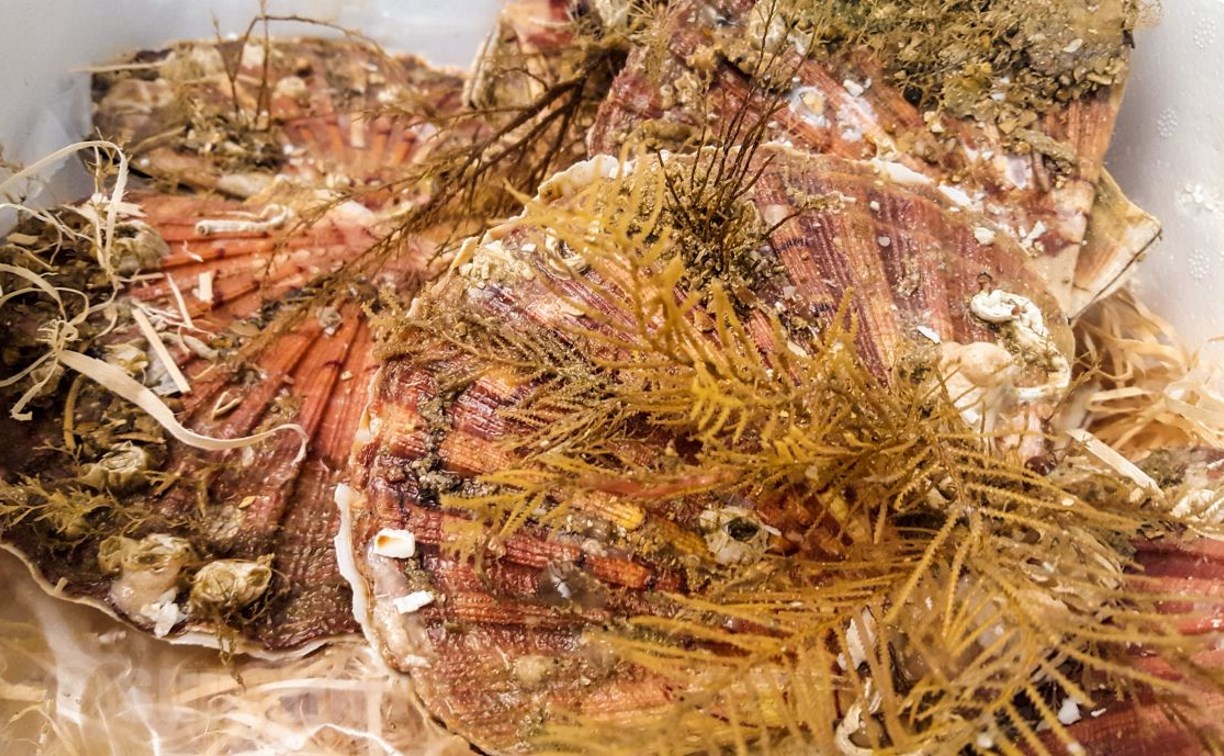 Учёные изучили запасы морских гребешков у берегов Курил