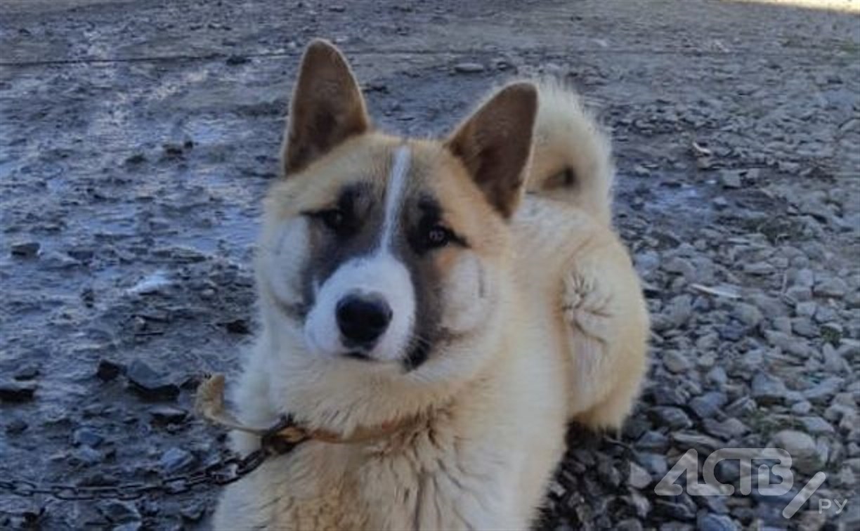 Неизвестные хладнокровно застрелили собаку в Южно-Сахалинске