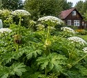 Россиян скоро начнут штрафовать за борщевик на дачных участках