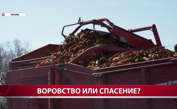 У "бесхозных" полей с морковкой в Березняках нашёлся хозяин