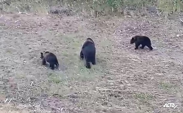 Сахалинцы дважды за день встретили медведей у автотрассы