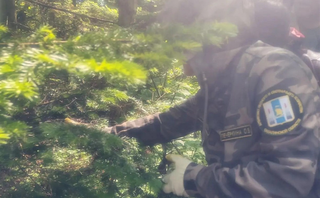 Корсаковское лесничество оздоравливает лесной фонд после атаки белополосого шелкопряда