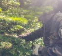 Корсаковское лесничество оздоравливает лесной фонд после атаки белополосого шелкопряда