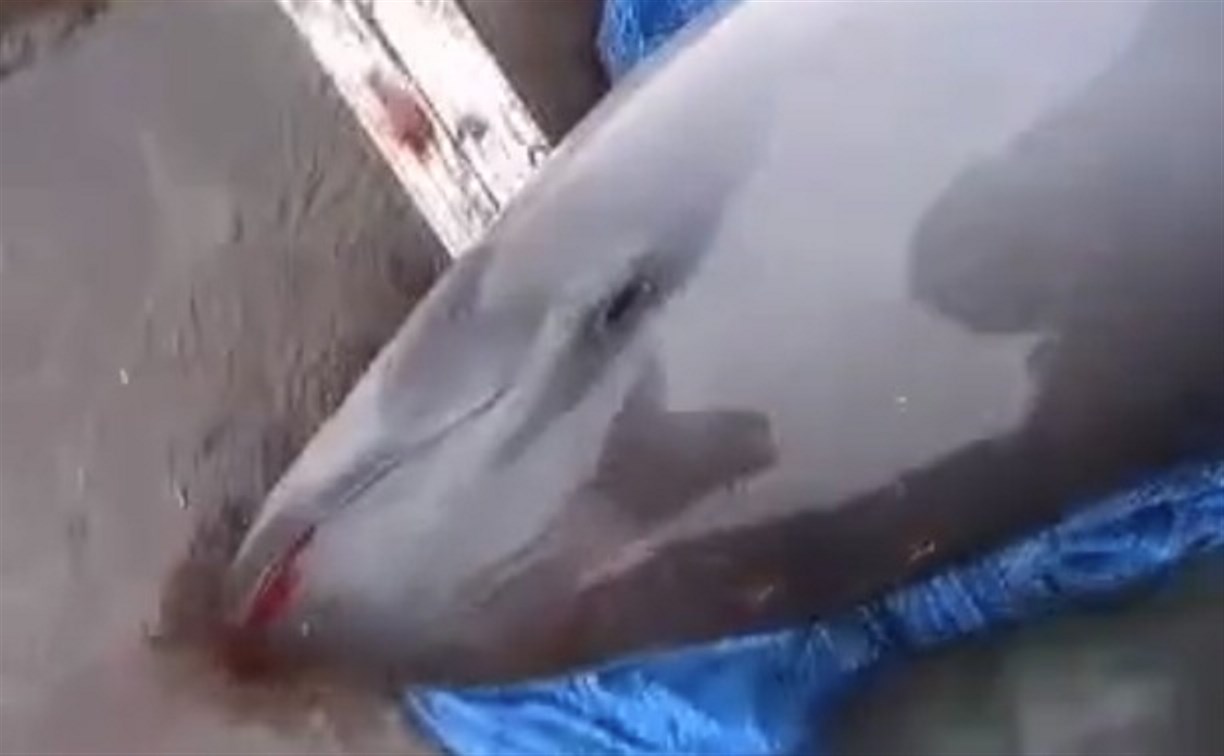 Раненого дельфина поймали в сети сахалинские рыбаки