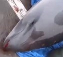 Раненого дельфина поймали в сети сахалинские рыбаки
