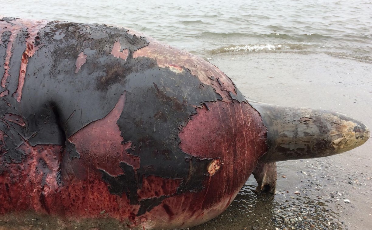 Ученые обследовали тело кита, выброшенного на берег в Стародубском