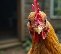 Два десятка кур спасли из охваченной огнём постройки в крестьянском хозяйстве на Сахалине