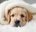 Отопление и горячую воду отключат у некоторых южносахалинцев 1 апреля