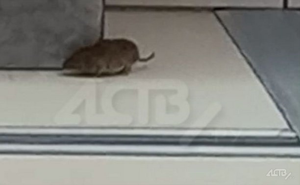 Крыса пришла на предновогодний шопинг в ТРК "Аллея" в Южно-Сахалинске 