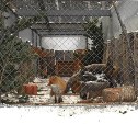 В сахалинском зоопарке нашли применение нераспроданным новогодним ёлкам