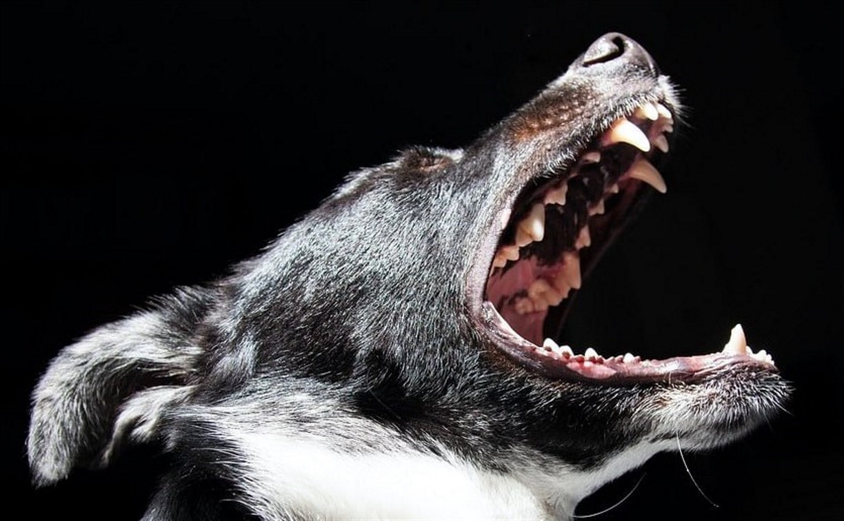 Ребенок из Южно-Курильска после нападения собаки получит от мэрии компенсацию