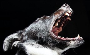 Происшествия