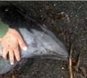 Маленького дельфина выбросило на берег на юге Сахалина