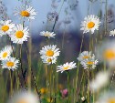 Небо затянуто тучами, но до +23°: прогноз для Сахалинской области на 13 июня