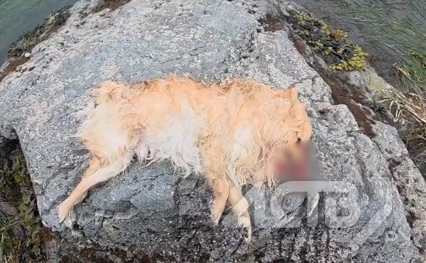 Стая хаски на самовыгуле с элитной базы отдыха загрызла шпица на Сахалине