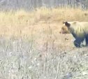 Крупный медведь попытался перехватить машину с человеком в Ногликском районе