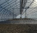 На Сахалине заработала самая мощная теплица для выращивания хвойных деревьев