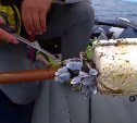 Сахалинский блогер поужинал морскими уточками, который приплыли ему в руки прямо из Японии