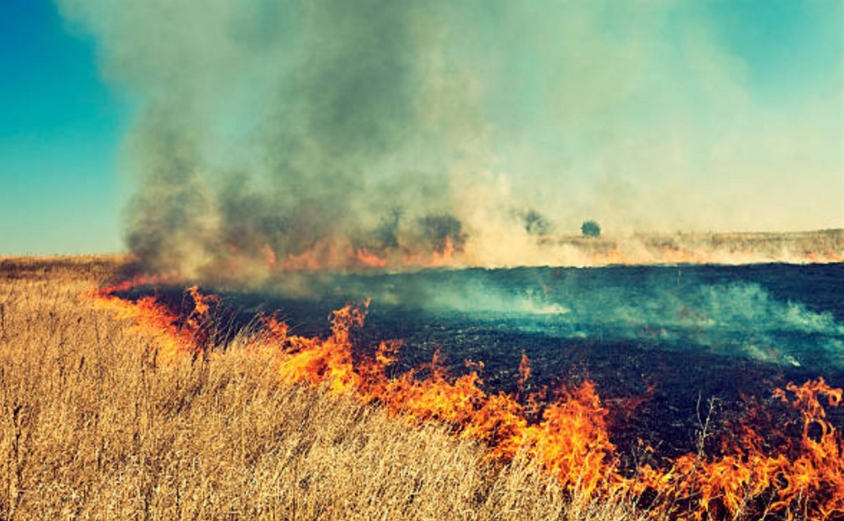 За полдня в Сахалинской области в 7 разных районах сгорело 505 "квадратов" сухой травы