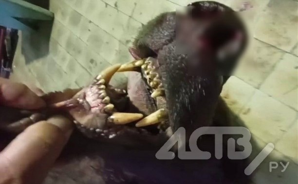Медведь ворвался на пастбище и разодрал сторожевую собаку на Сахалине