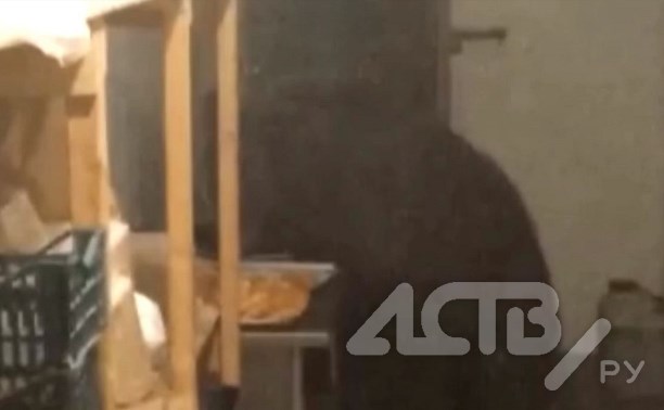 На Сахалине медведь ворвался в пекарню и съел 125 пирожков на глазах у сотрудниц