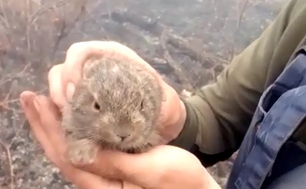 Пожарные спасли от огня зайчонка