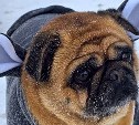 Итоги фотоконкурса самых смешных животных в снегу: борьба шла до последних минут