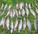 На Найбе задержали сахалинца с сетью, лодкой и 40 хвостами горбуши