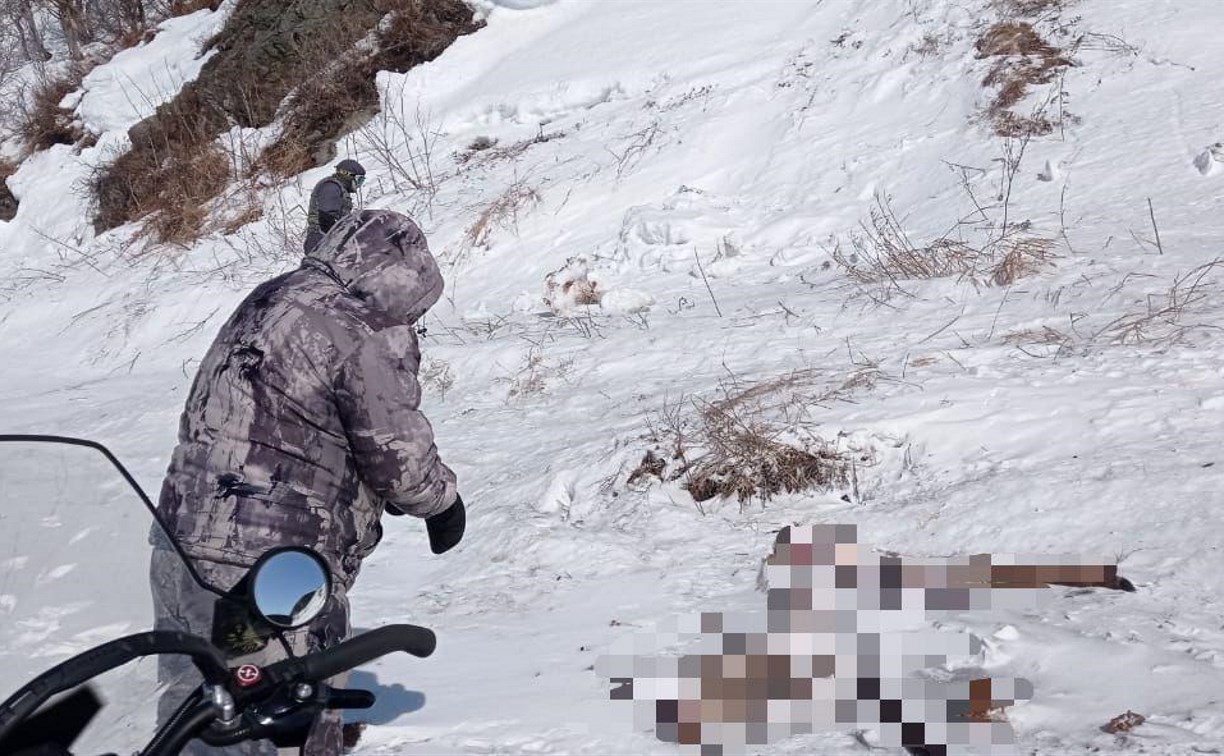 На территории сахалинского охотхозяйства "Сварог" обнаружили пять трупов изюбрей