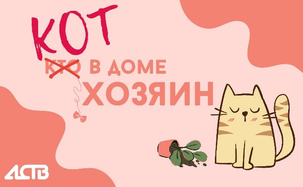 На конкурс самых шкодных котов Сахалинской области прислали более 60 видео