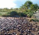 "Окна открыть невозможно": сахалинка пожаловалась на очередную свалку рыбьих голов