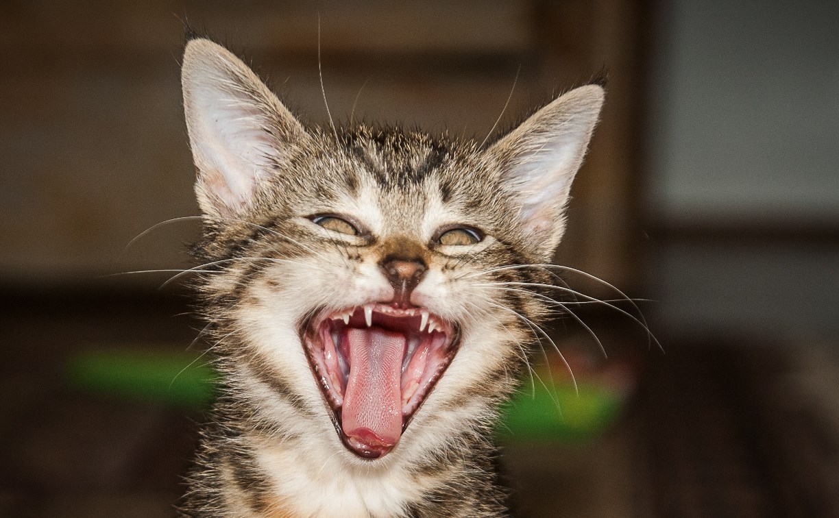 На Сахалине вынесли приговор парню, который обогатился почти на 700 тысяч рублей, пока кормил кота