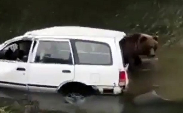 Сахалинцы обсуждают видео с медведем, который выскочил из увязшей в реке машины