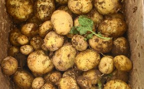 Сахалинские аграрии собирают урожай раннего картофеля