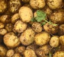 Сахалинские аграрии собирают урожай раннего картофеля