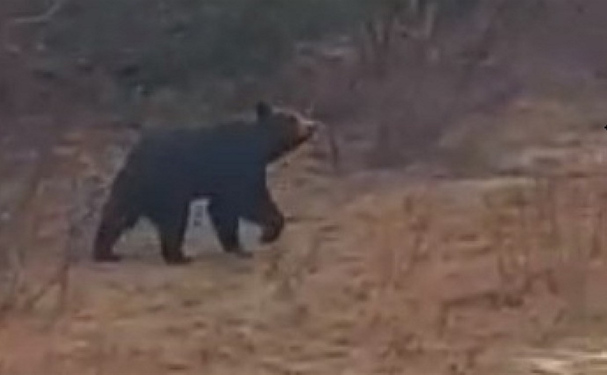 Вахтовики на севере Сахалина не захотели покормить медведя булочкой 