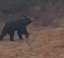Вахтовики на севере Сахалина не захотели покормить медведя булочкой 