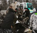 "Остается тяжелым": охотоведы рассказали о состоянии лося, которого спасли на Сахалине