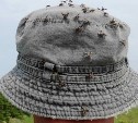 Новые и редкие для Южных Курил виды насекомых обнаружены на Кунашире