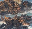 Варварский полет: пилот на вертолете намеренно распугал краснокнижных сивучей на Сахалине