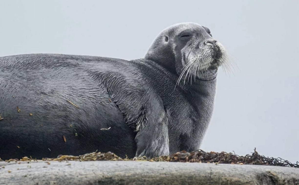 Слишком много морских зайцев выловили в Охотском море - добычу закрыли 