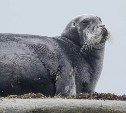 Слишком много морских зайцев выловили в Охотском море - добычу закрыли 
