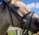"Это ужасная реальность": лошади из ярких фотосессий сахалинцев умирают от голода на частной ферме 