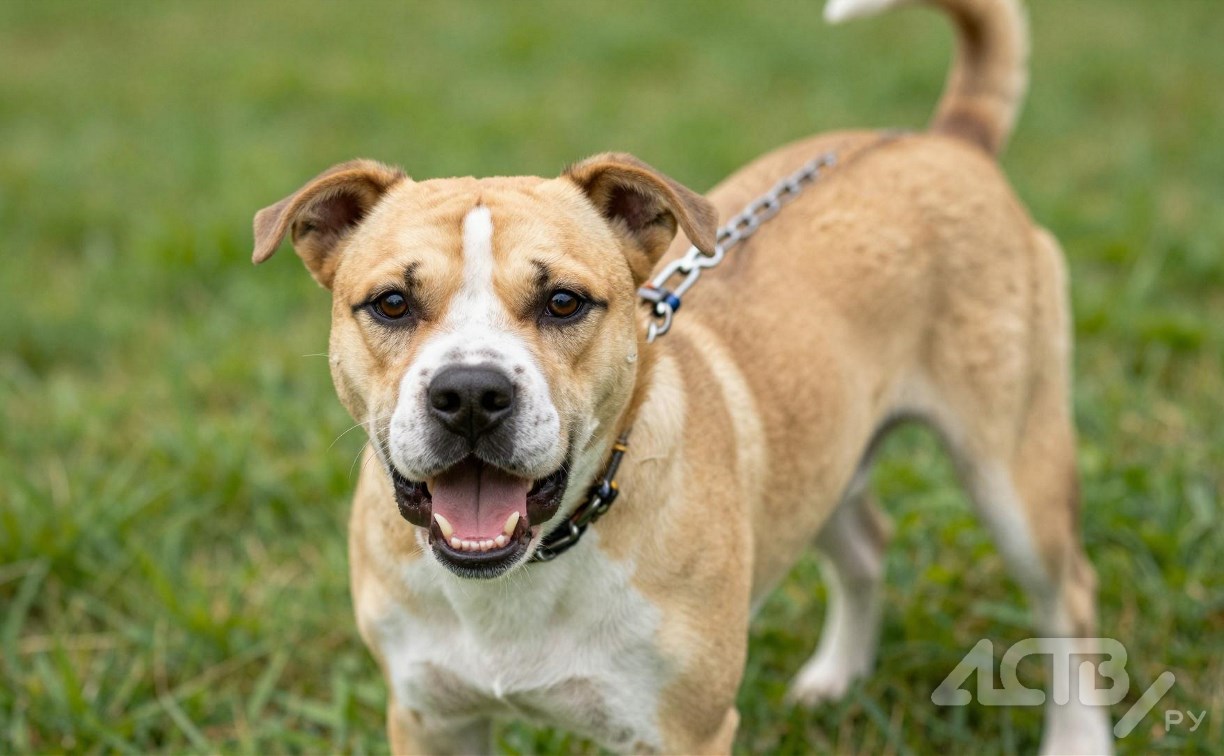 Сахалинка через суд добилась пересмотра дела о нападении собаки