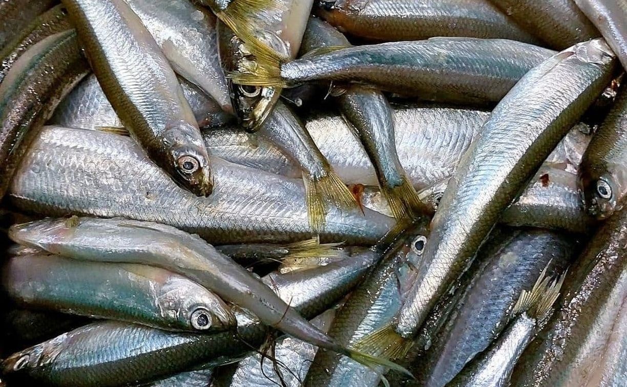 "По 300 корюшек в одни руки": правила зимней рыбалки, о которых знает не каждый сахалинец