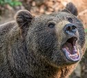 "Решили отстрелить": на Сахалине ищут медведя, напавшего на рыбака 