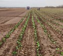 Более 45 тысяч тонн картофеля планируют собрать в Сахалинской области в этом году