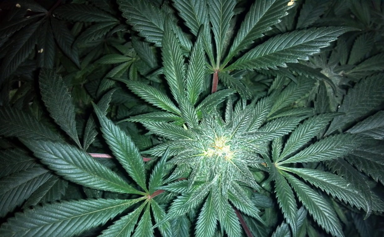 Простыня с "зеленью": сахалинца задержали за хранение конопли